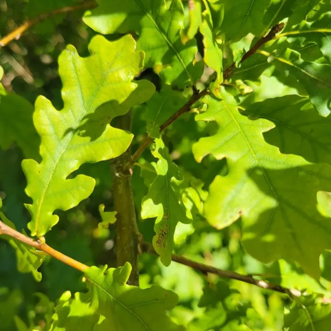 Bruttian oak