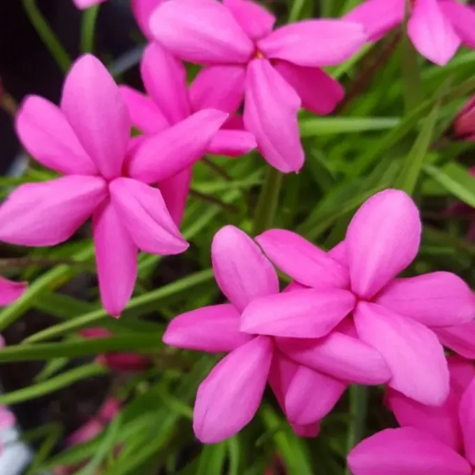 Rhodohypoxis milloides