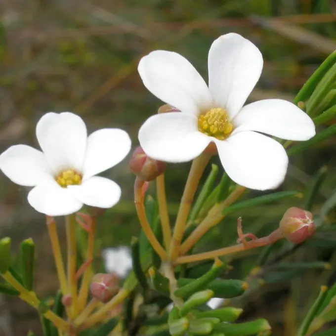 Ricinocarpos cyanescens
