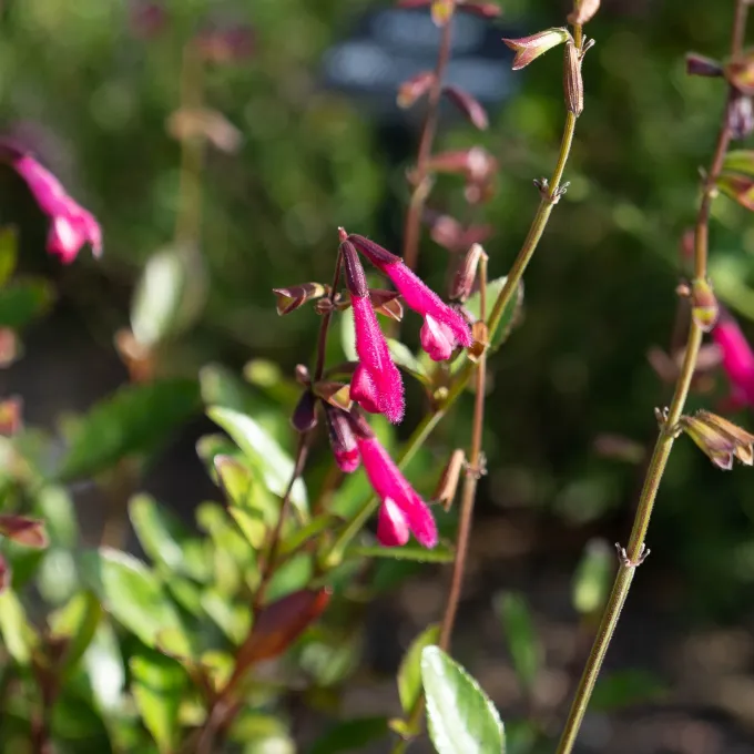 Buchanan's sage