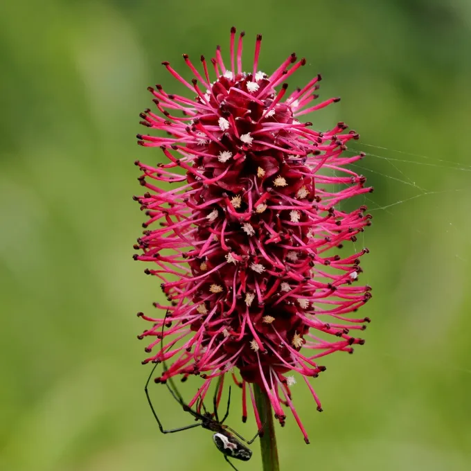 Menzies' burnet