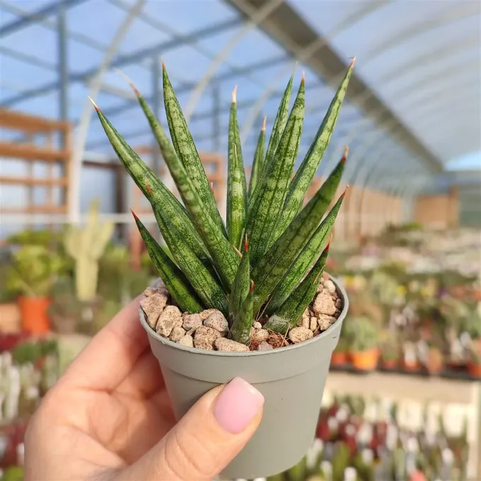 Sansevieria francisii