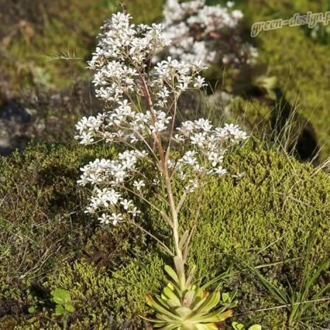 Saxifraga cortusifolia