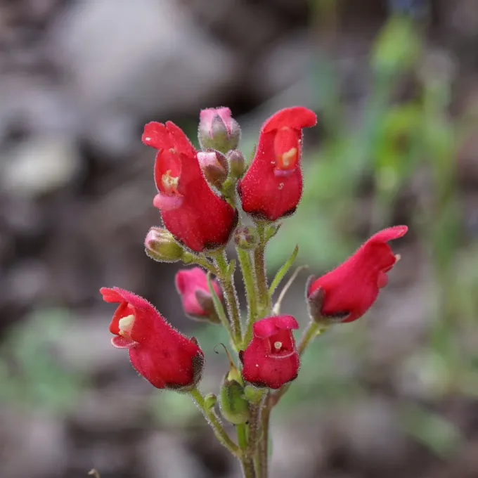 Scrophularia macrantha