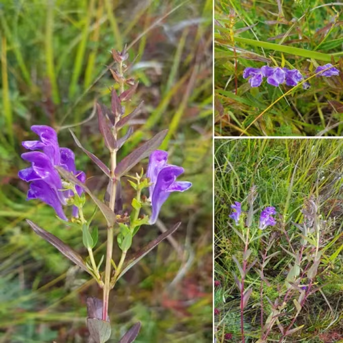 Baikal skullcap