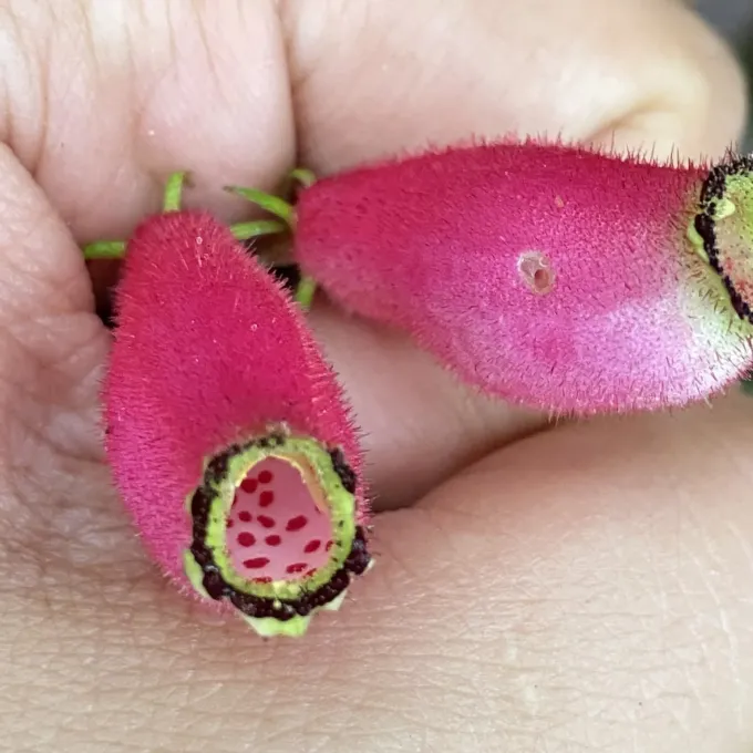 Seemannia purpurascens x Seemannia sylvatica