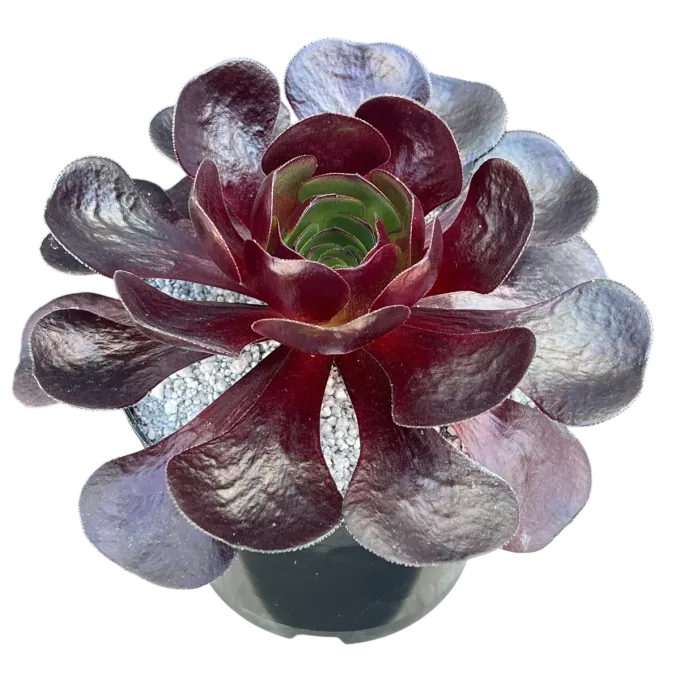 Semponium