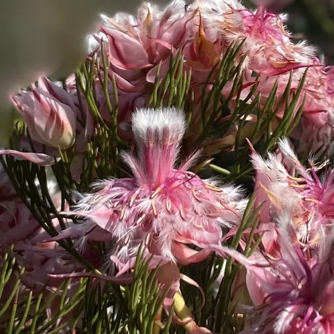 Serruria rosea