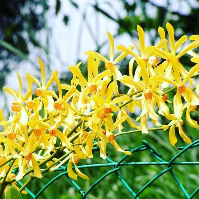 Aranthera