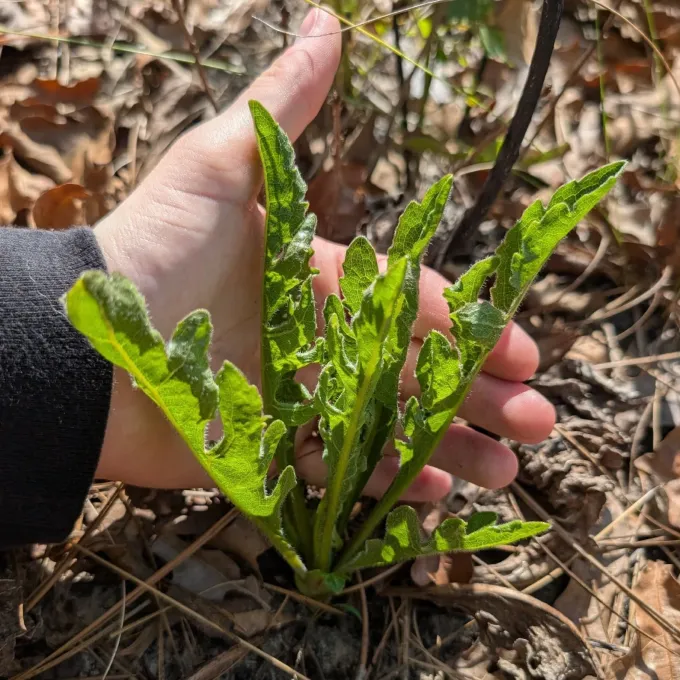 Silphium