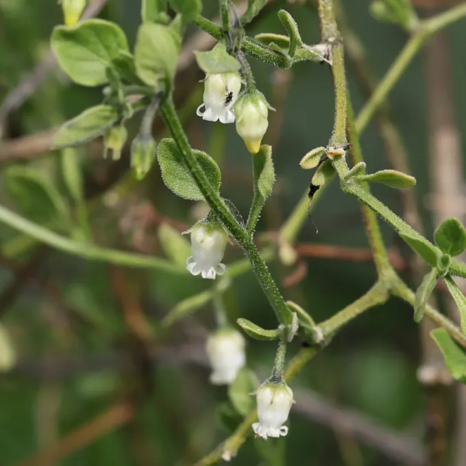 Salpichroa origanifolia