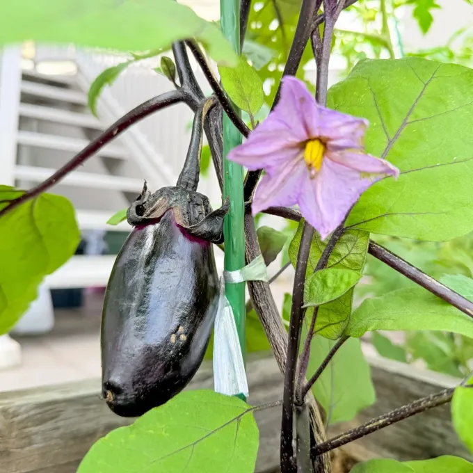 Eggplant