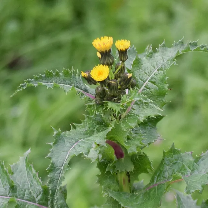 Spiny sowthistle