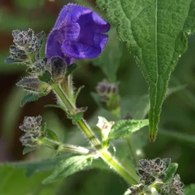 Strobilanthes urticifolia