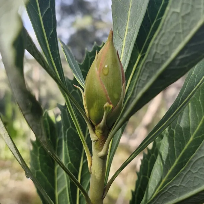 Waratah