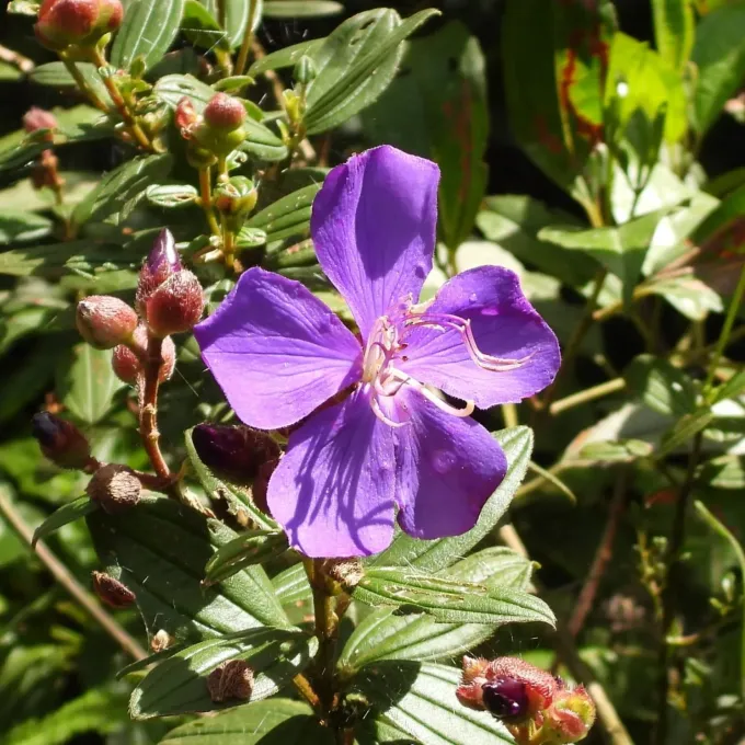 Tibouchina granulosa