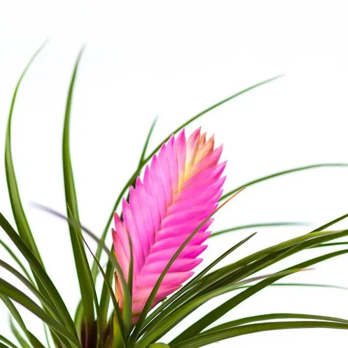 Blue tillandsia