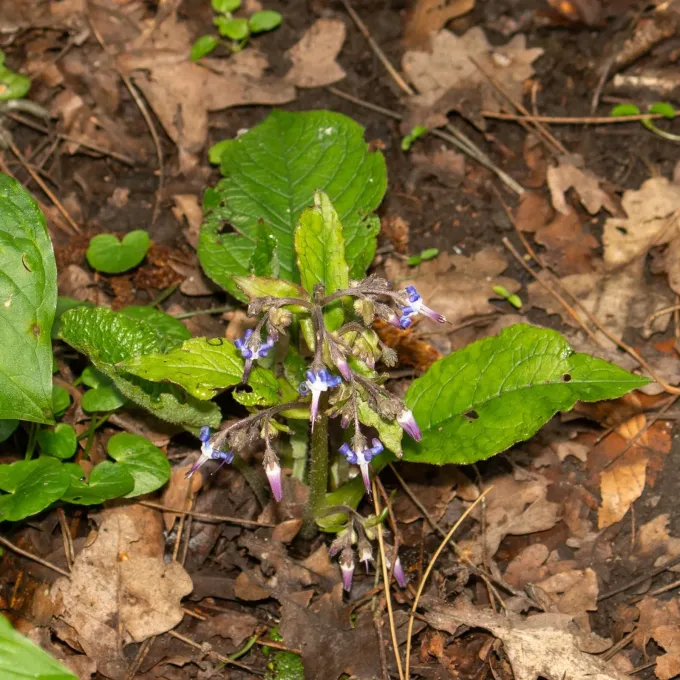 Trachystemon orientalis