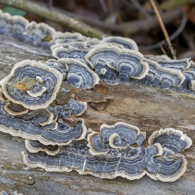 Turkey tail