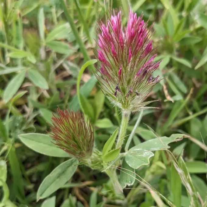 Trifolium dasyurum