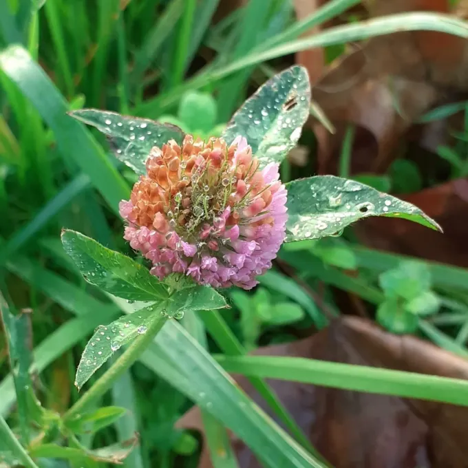 Red clover