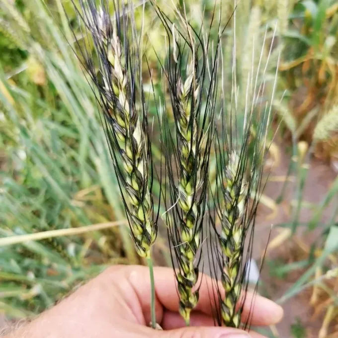 Persian wheat