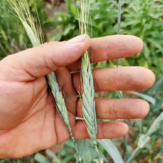 Polish wheat