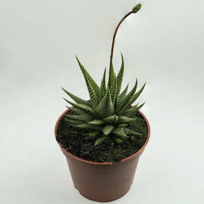 Aristeria beguinii