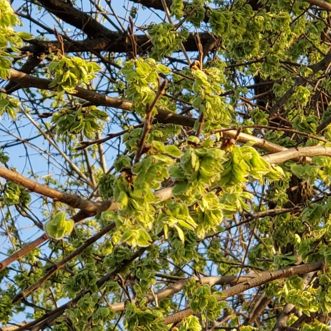 American elm