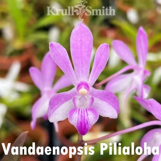 Vandaenopsis