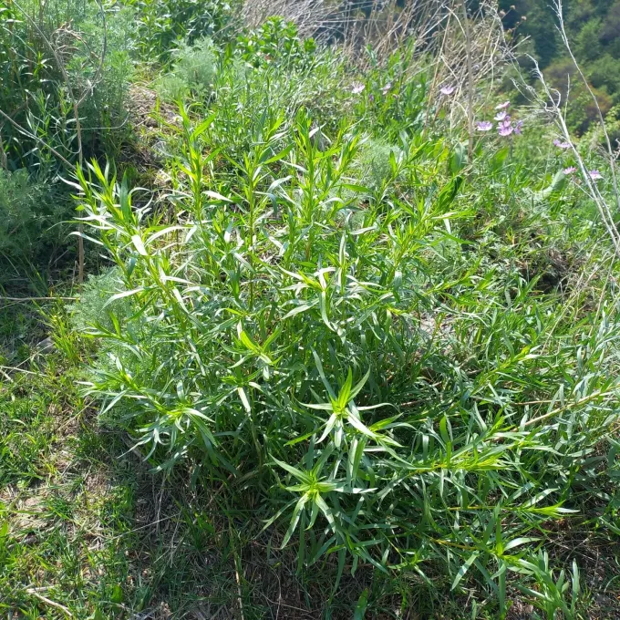 Tarragon