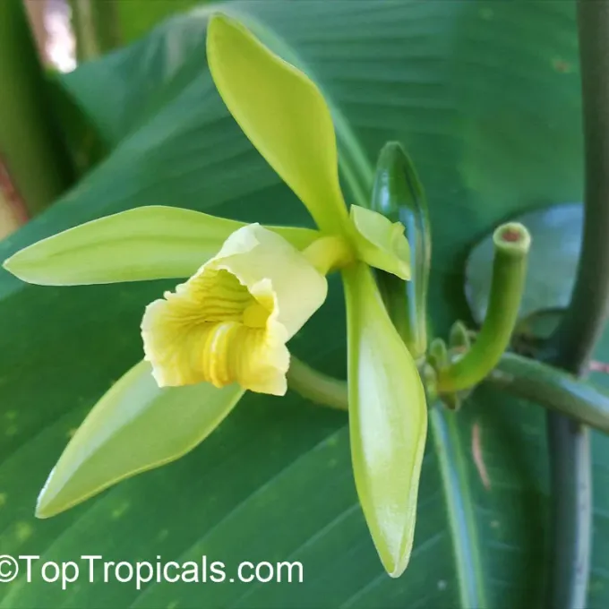 Hybrids between Vanilla planifolia and Vanilla odorata