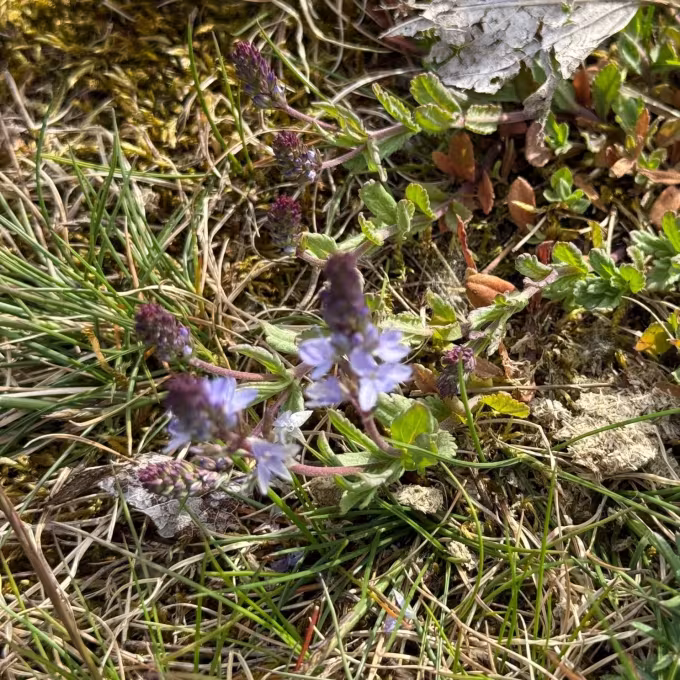 Prostrate speedwell