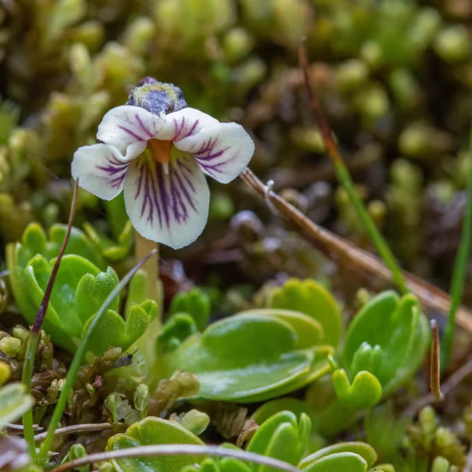 Viola x wittrockiana