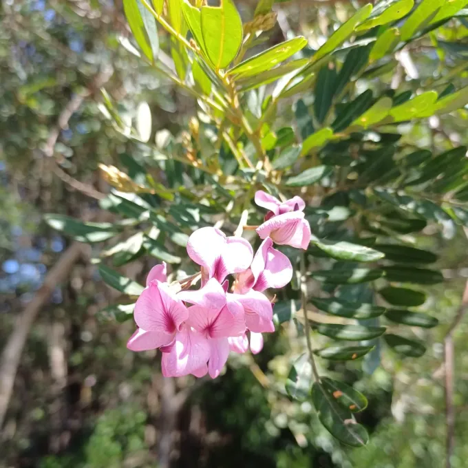 Virgilia divaricata