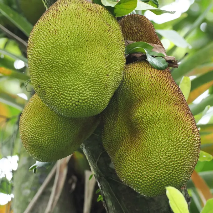 Джекфрут