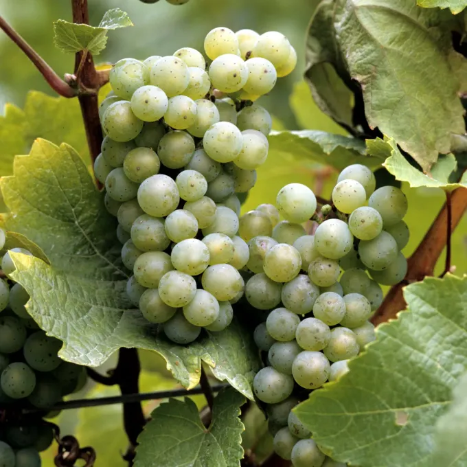 Межвидовые гибриды Vitis riparia и Vitis vinifera