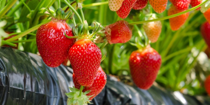 Саджанці полуниці касетною розсадою: як обрати, щоб кущі швидко прижилися і дали стабільний урожай