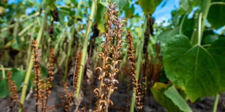 Заразиха уже не только проблема юга: как паразит меняет правила выращивания подсолнечника