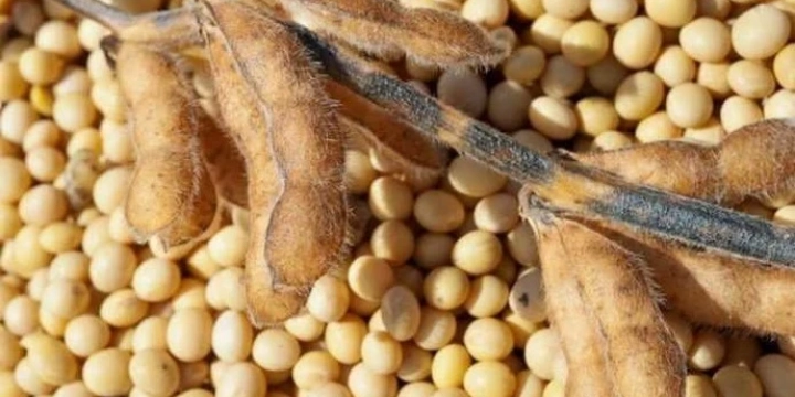 Переработчики подняли цены на сою: +4$/т за неделю