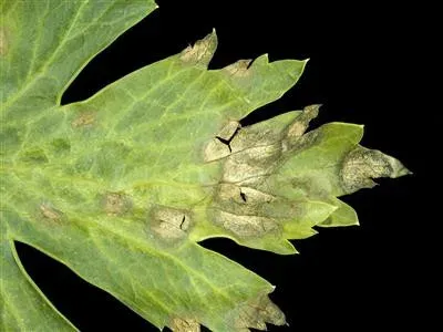 Eyespot