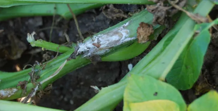 Potato stem and leaf rot
