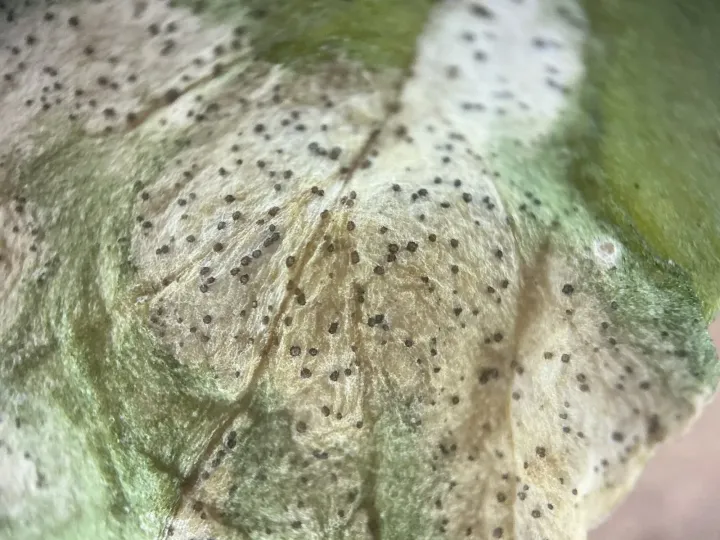 Septoria leaf spot
