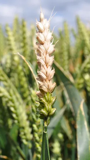 Fusarium head blight