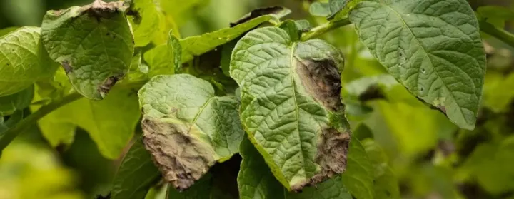 Late blight