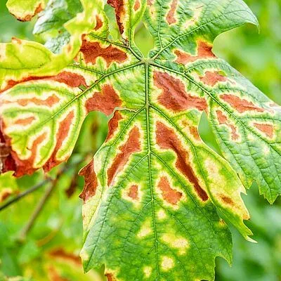 Grapevine Esca