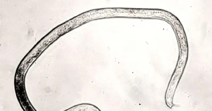 Nematophthora