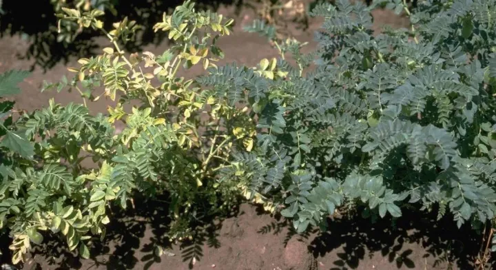 Bean leafroll virus