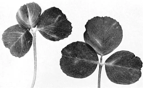 Lucerne transient streak