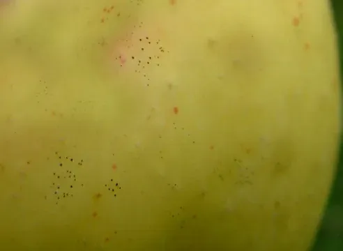 Лептотіріум